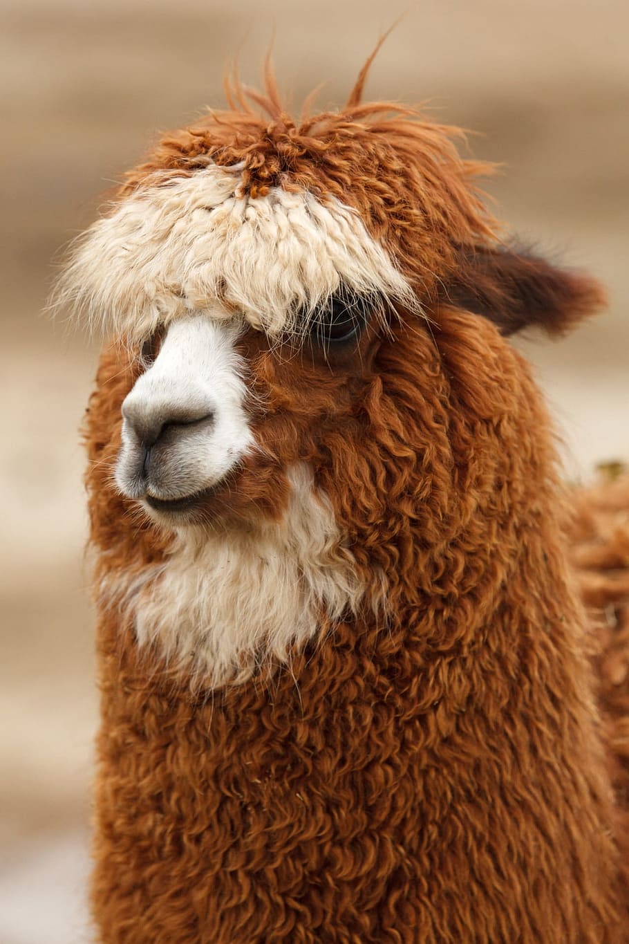 brown, head, wool, alpaca, llama, curly, cute, fluffy, face, hair