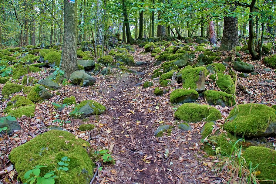 path, forest, in the forest, stones, covered, moss, mystic, trail, the trail, the tourist
