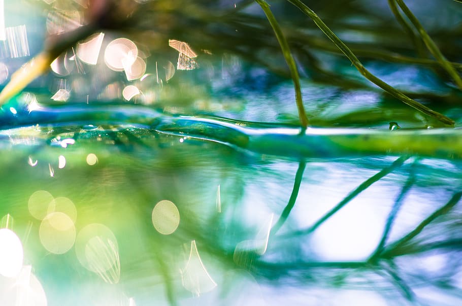 body, water, grass, macro, macro photography, bokeh, nature, mirroring, plant, water reflection