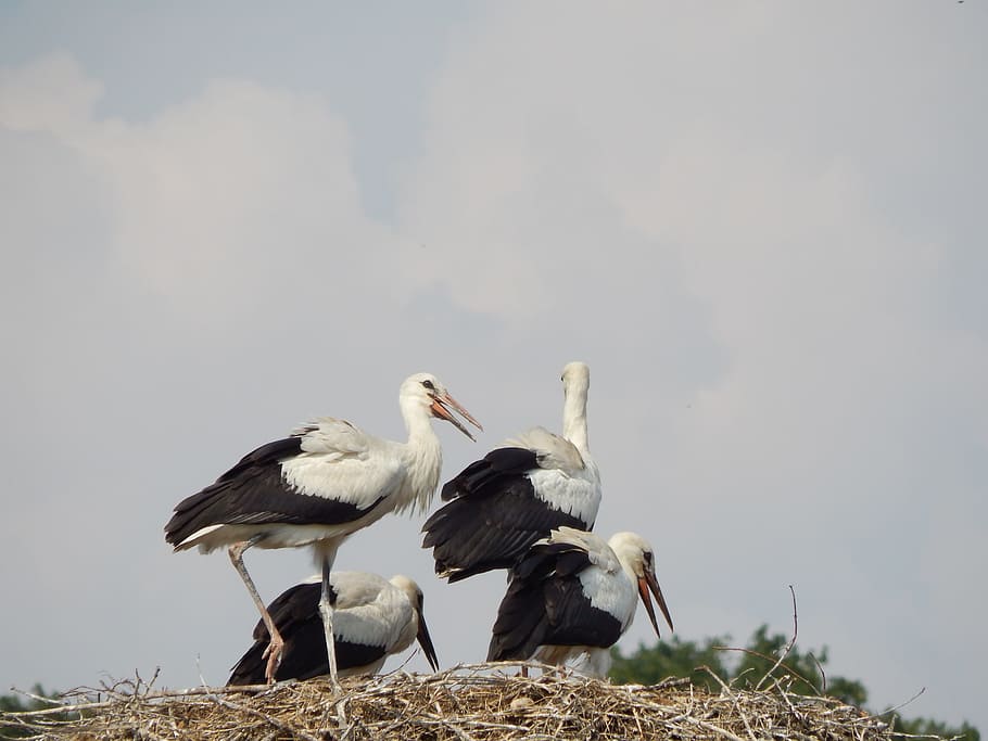Storks, Birds, Socket, young, bird, stork, animal, nature, wildlife, animal Nest