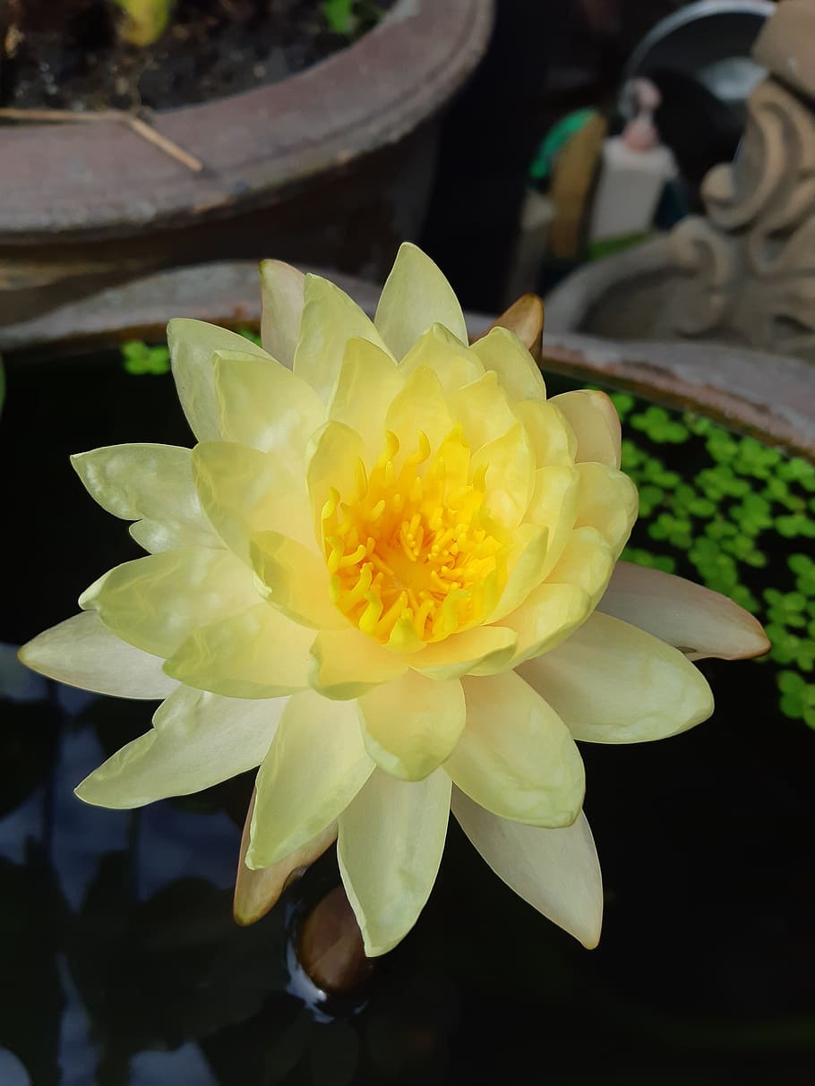 lotus, nature, water plants, flower, lotus basin, flowering plant, plant, freshness, beauty in nature, vulnerability