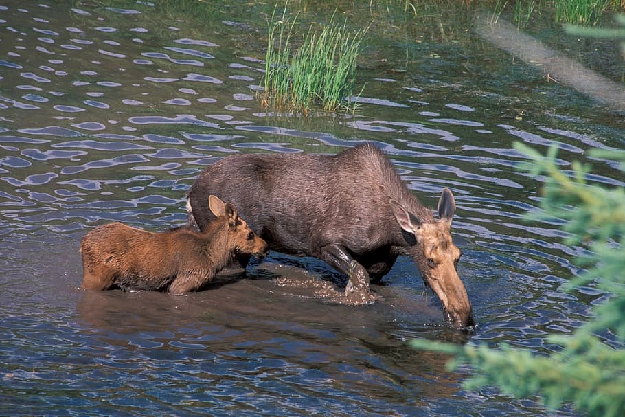 moose, cow, baby, water, wildlife, forest, park, national, landscape, female