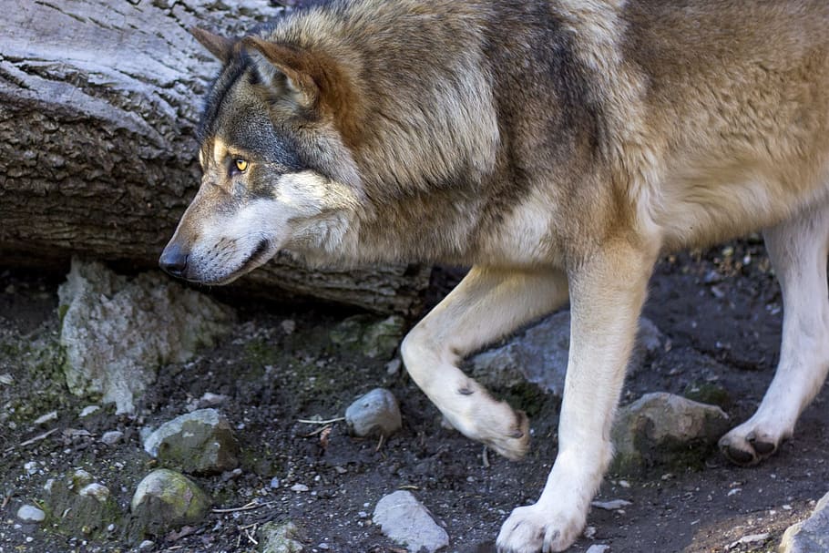 close, photograph, brown, wolf, black Wolf, canis lupus, predator, profile, portrait, european wolf