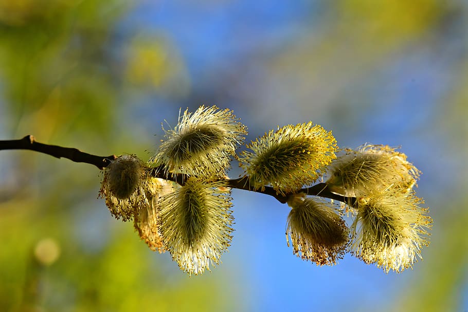 catkins, flower, seed, male, female, branch, tree, furry, pollen, spring time