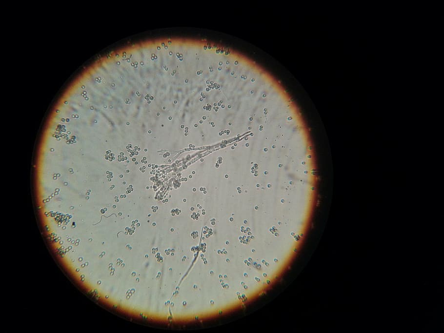 bacteria, microscope, microscopic image, indoors, education, close-up, black background, water, studio shot, shape