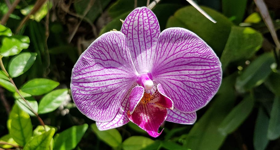 orquídea phalaenopsis moteada rosa, orquídea, brillante, colorida, rosa, roja, floreciente, flor, planta, planta floreciendo