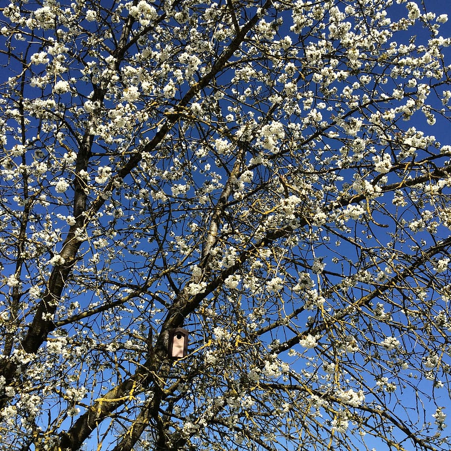 Flor de cerejeira, alimentador de pássaros, primavera, flores de cerejeira, árvore, flor, ramo, quadro completo, vista de ângulo baixo, planta