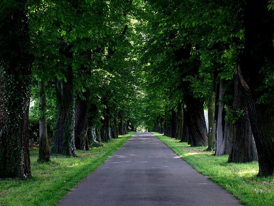 gris, carretera de asfalto, medio, verde, árboles forestales, asfalto, carretera, bosque verde, árboles, avenida