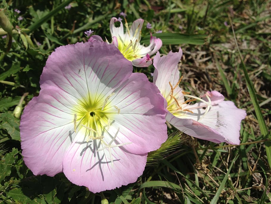 春の野草 花 開花植物 植物 鮮度 花弁 脆弱性 自然の美しさ 成長 クローズアップ Pxfuel