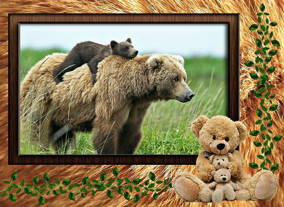 동물, 가족, 자연, 포유류, 곰, 테디 베어, 장난감, 동물 테마, 봉제 인형, 포유 동물