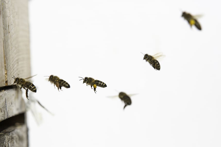 abelhas, voador, abelha, inseto, mel, natureza, colméia, apicultura, pólen, amarelo