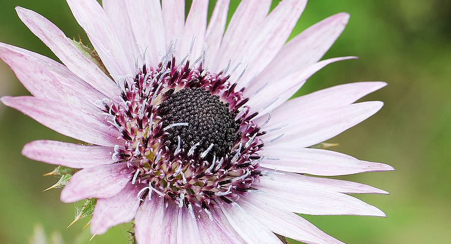 closeup, white, petaled flower, purple thistle, berkheya purpurea, thorn flower, thistle flower, flower, blossom, bloom