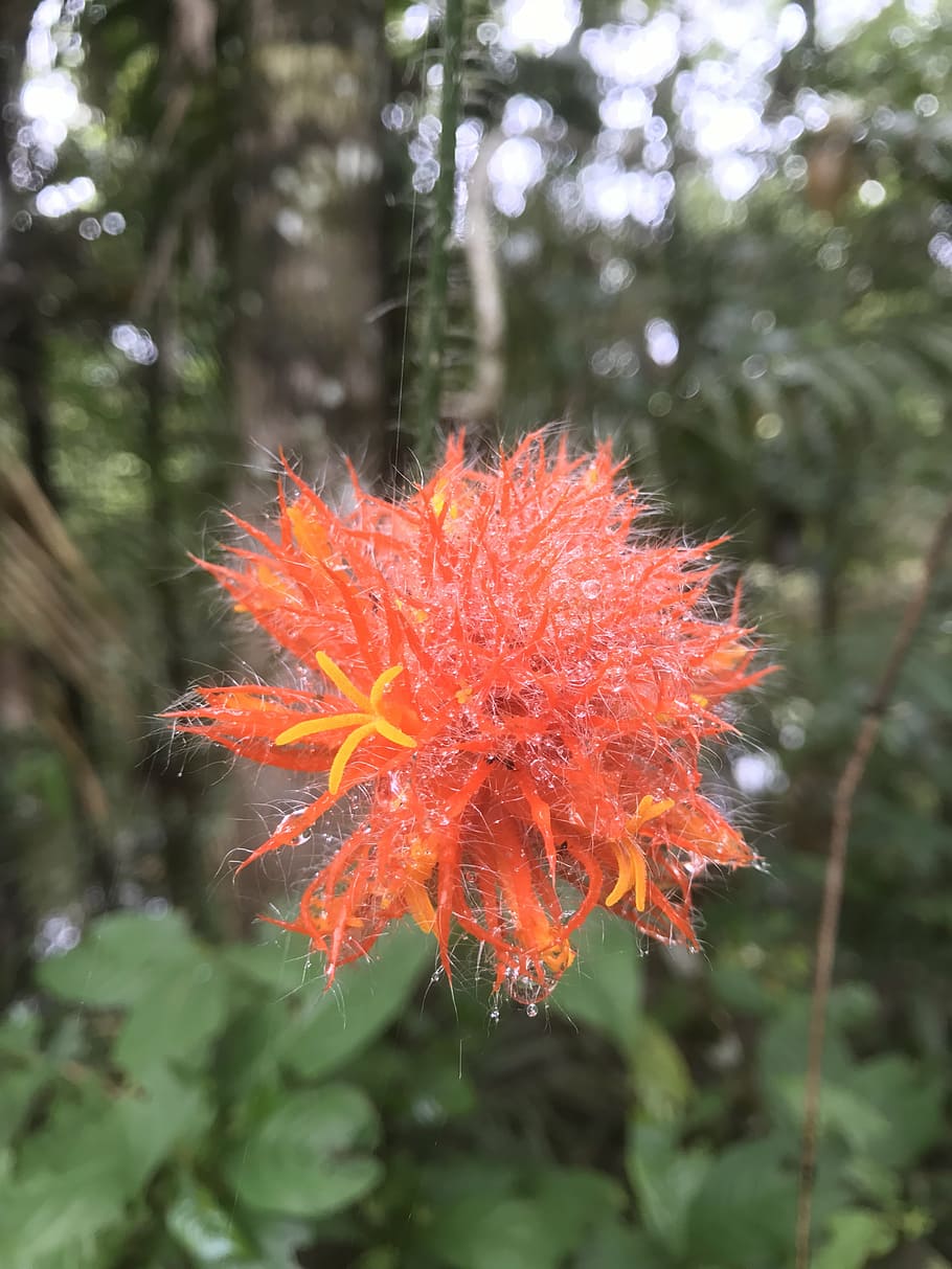 flower, jungle, amazonia, tropical, exotic, nature, floral, colorful, blossom, plant