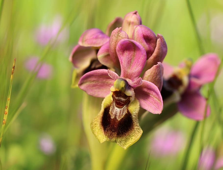 Flor silvestre, orquídea, naturaleza, planta, crecimiento, pétalo,  fragilidad, Flor, planta floreciente, belleza en la naturaleza | Pxfuel