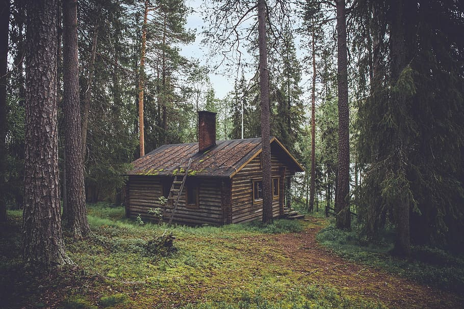 brown, cabin, forest, taken, daytime, wooden, house, wood, logs, cottage