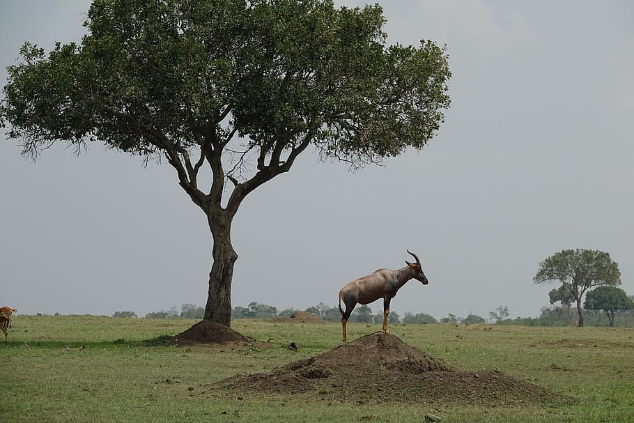 árbol, césped, naturaleza, paisaje, al aire libre, topi, antílope, Kenia, Mara, Masai