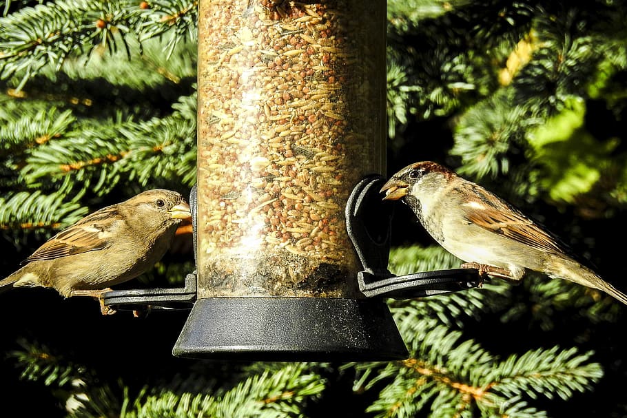 house sparrow, sperling, bird, songbird, garden bird, nature, animal, animal themes, animal wildlife, vertebrate