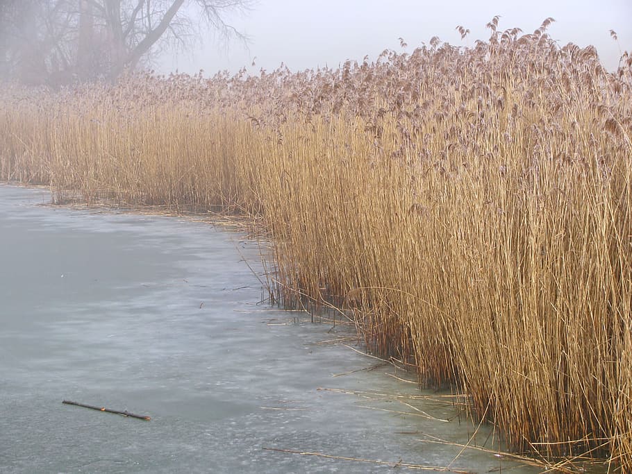 Reed, Pond, Winter, Wintry, Ice, Icy, frost, frosted, nature, fog