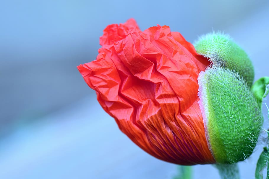 selektif, foto fokus, merah, poppy bud, poppy, mekar, bunga poppy, kuncup, terbuka, hijau