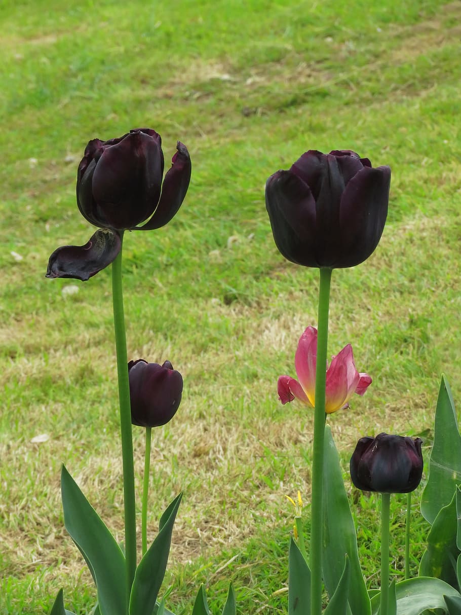 black tulip, flower, bloom, flora, plant, flowering plant, beauty in nature, growth, nature, vulnerability