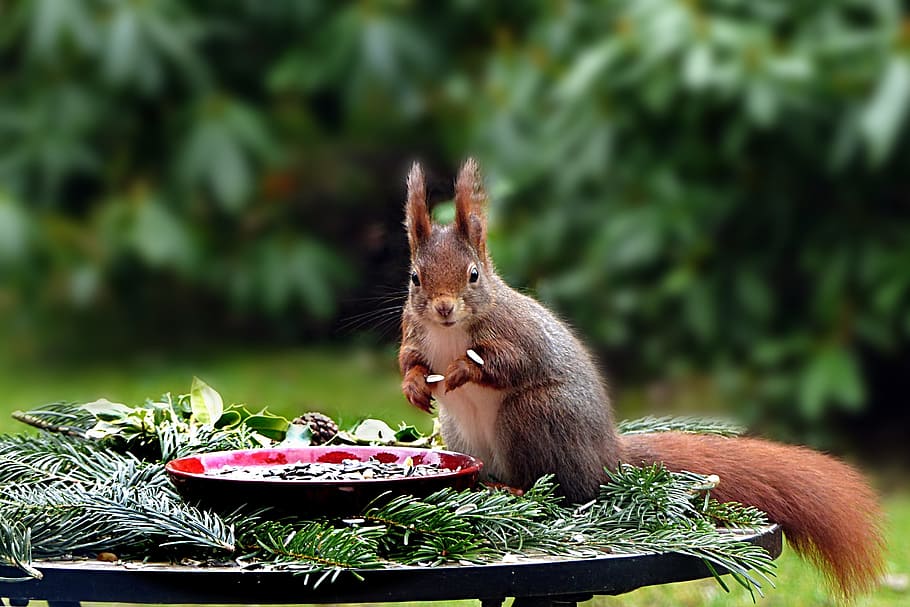 squirrel, red, plate, animal, mammal, rodent, sciurus vulgaris major, foraging, hunger, eat