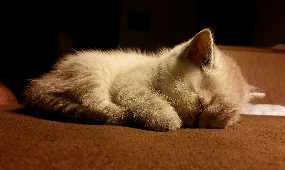naranja, atigrado, gatito, acostado, piso, gato, gato blanco, lindo gato, gato dormido, mascota