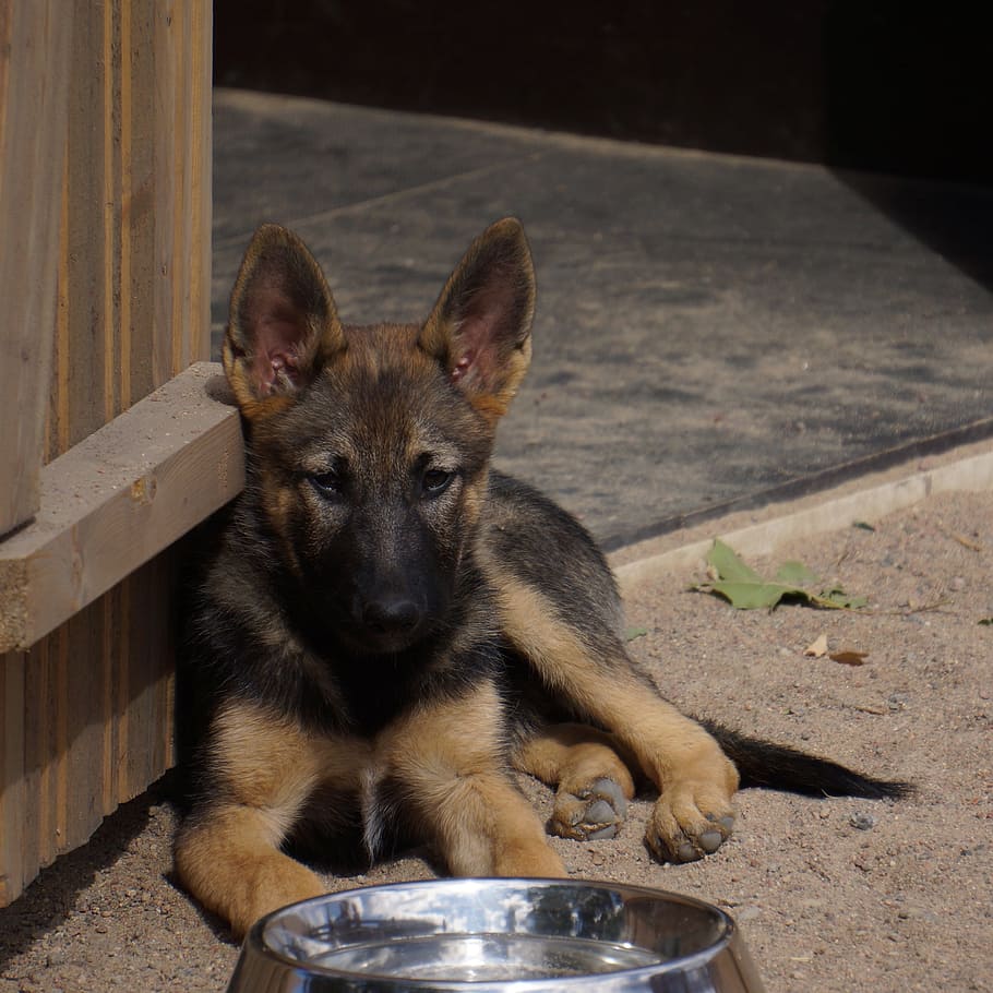 black, tan, german shepherd puppy, sitting, wooden, door, Puppy, Dog, Kennels, German Shepherd