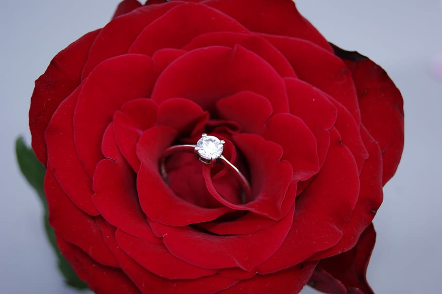 silver-colored ring, rose, flower, petal, love, nature, red, red rose, ring, silver