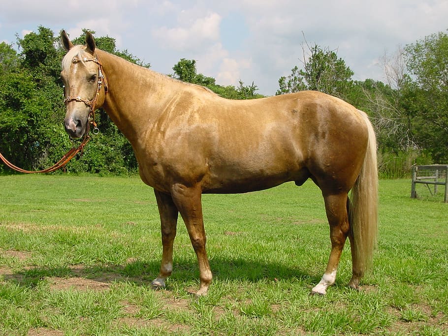 brown, horse, standing, green, grass, palomino, mare, stallion, mane, equestrian