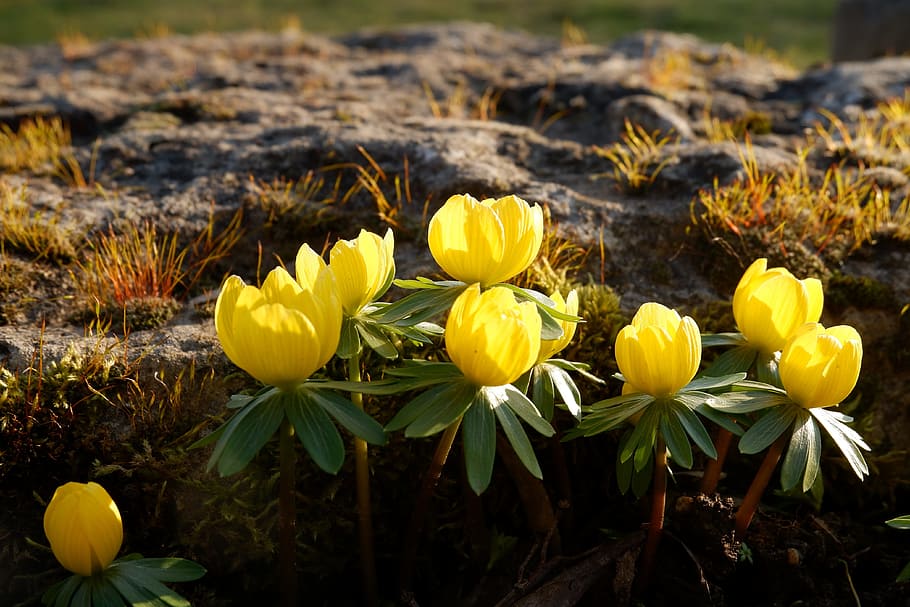 yellow, aconite flowers, bloom, daytime, winter linge, spring, easter, yellow flowers, nature, leaf