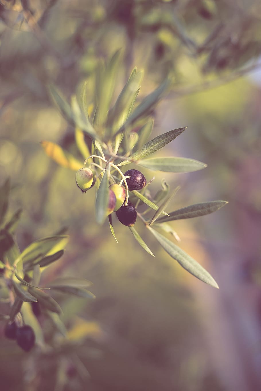 aceitunas, olivo, rama de olivo, planta, naturaleza, árbol, verde, mediterráneo, drupas, aceitunas frescas