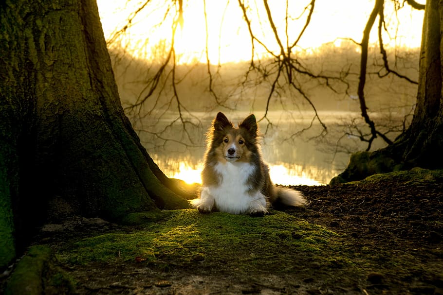 white, black, brown, shetland sheepdog, sitting, tree close-up photo, sheltie, bitch, lying, sunset