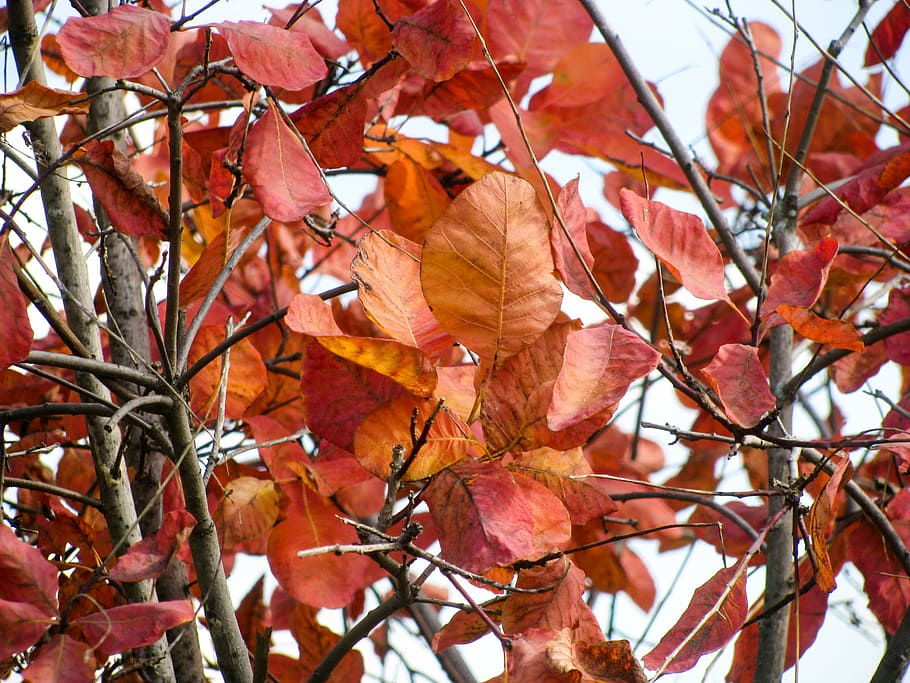 selektif, fotografi fokus, coklat, daun, tutup, foto, merah, tanaman, musim gugur, cabang