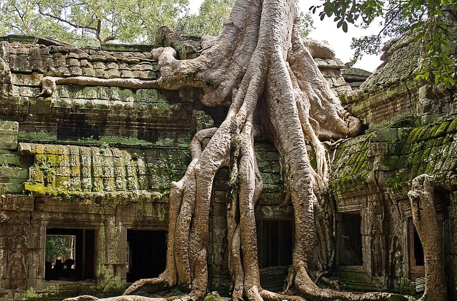 gray, tree, brown, concrete, bricks, ta prohm, cambodia, angkor, siem, reap