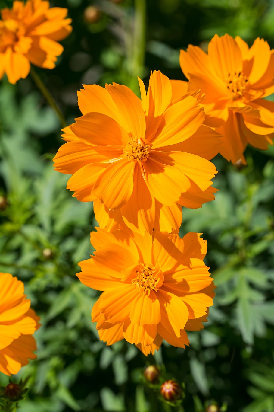花 オレンジ オレンジ色の花 花びら 雌しべ 庭 夏 フラワーガーデン 植物 自然 Pxfuel