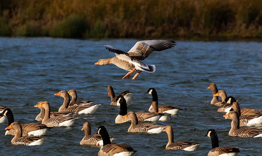 geese in flight, sunrise, geese, flying geese, birds, nature, orange, sky, scenic, morning