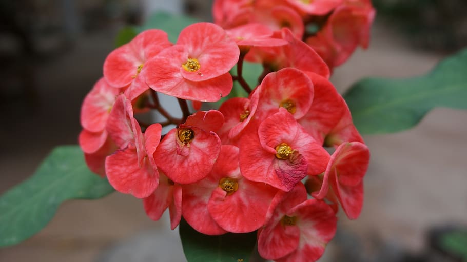 eight immortals, flowers, red, tropical, exotic, pink, garden, christ thorn, crown of thorns, flowering plant