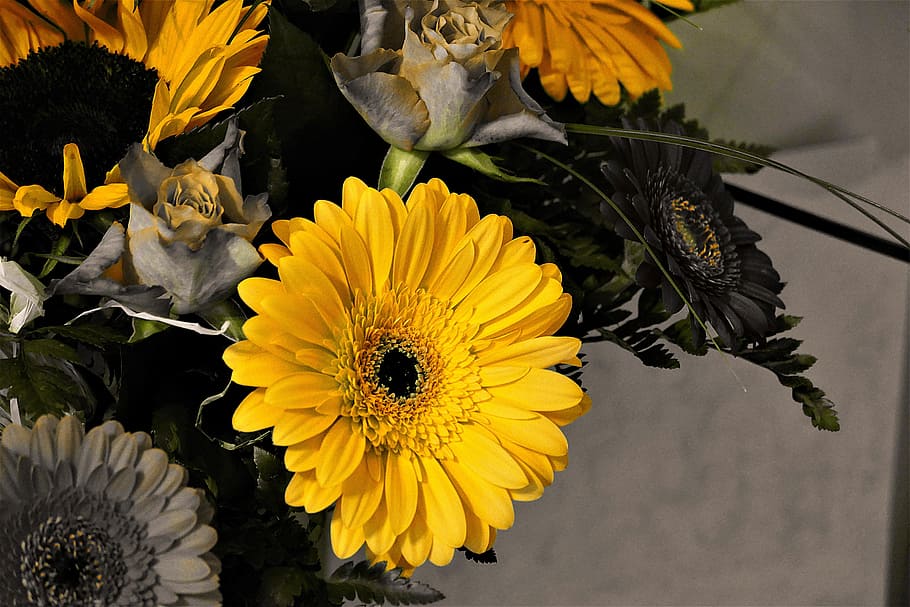 クローズアップ写真 黄色 ガーベラデイジーの花 ガーベラ 花 植物 開花植物 頭花 脆弱性 鮮度 Pxfuel