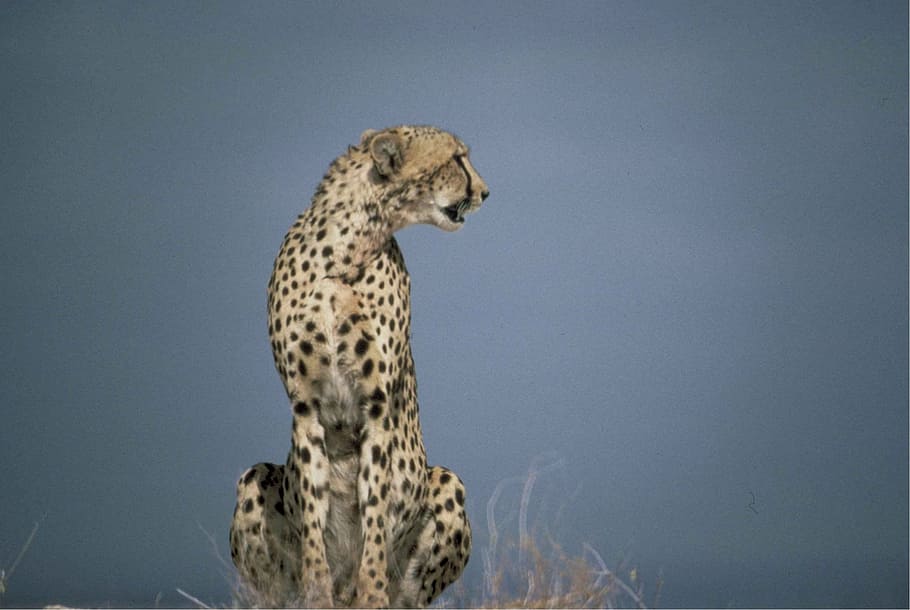 shallow, focus photography, leopard, cheetah, african, predator, big cat, fast, wild, animal