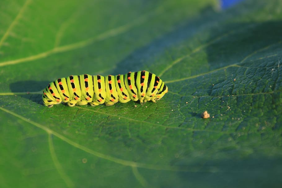Caterpillar, Green, Leaf, Lepidoptera, green, leaf, papilionidae, swallowtail, insects, insect, one animal