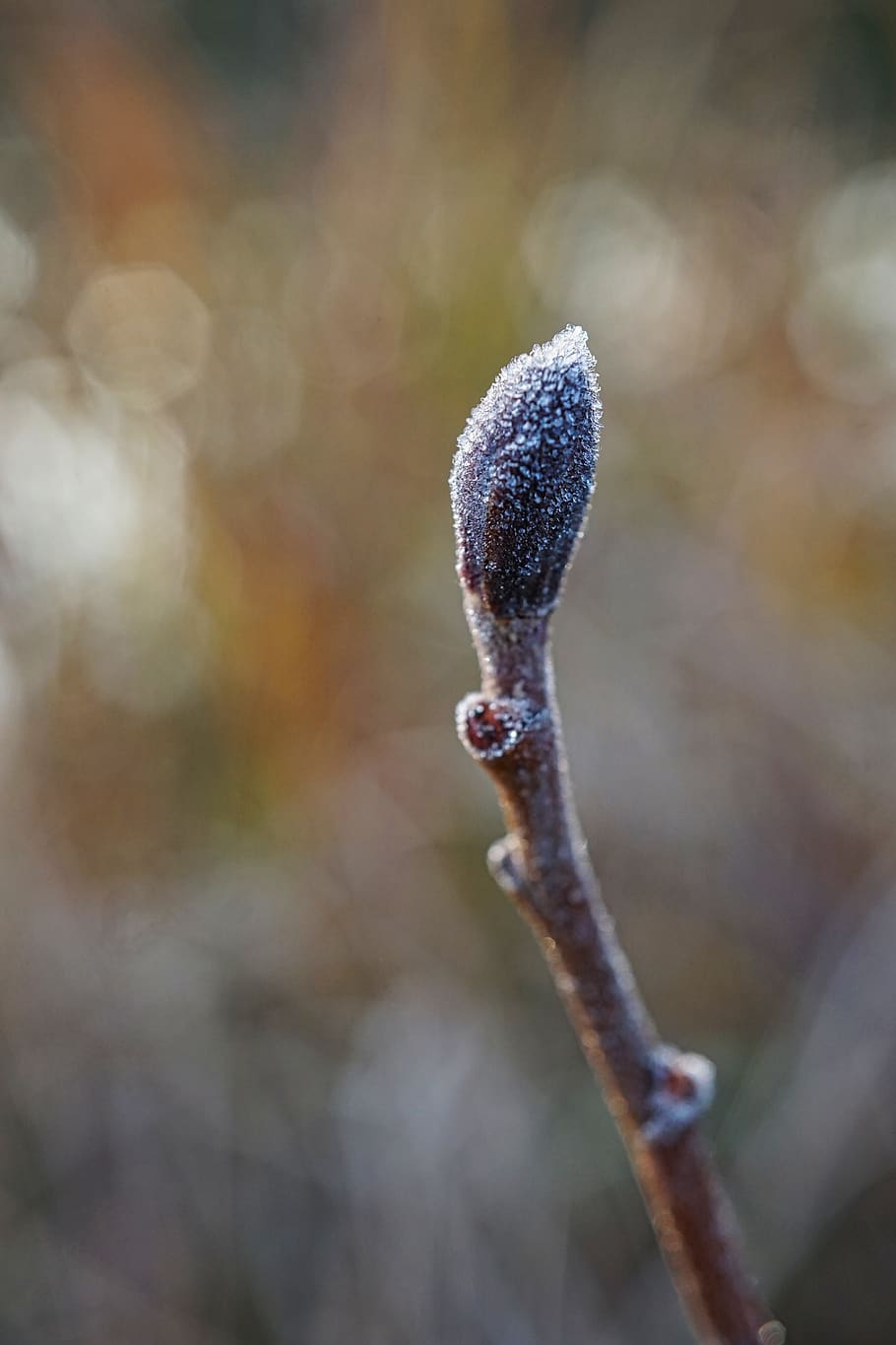 branch, frosty, cold, bud, bokeh, close up, macro, nature, winter, frost