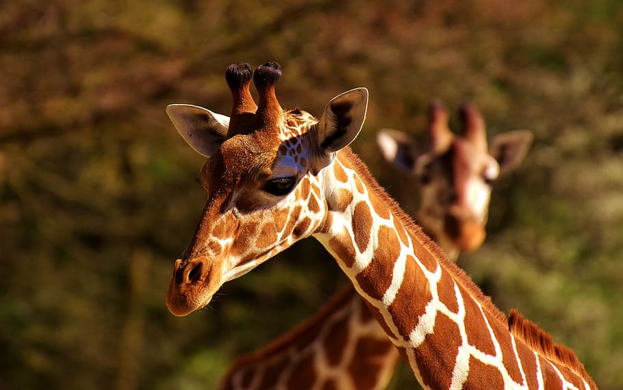giraffe, selective, focus photography, wild animal, stains, long jibe, animals, africa, zoo, mammal