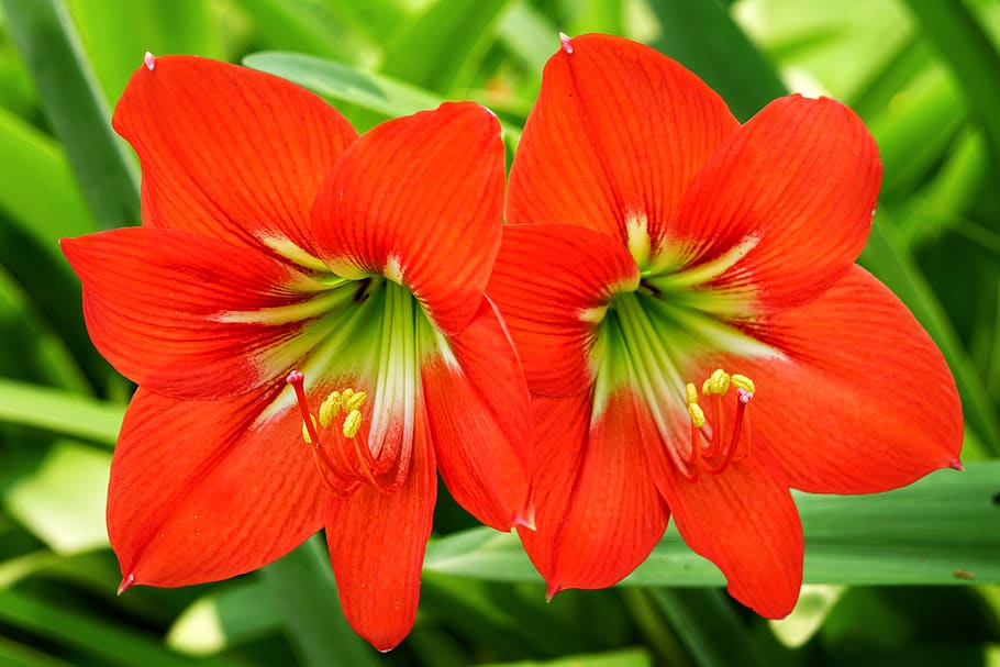 striped barbados lily, day lily, lily, deep, red, pair, blooming, close-up, garden, flower