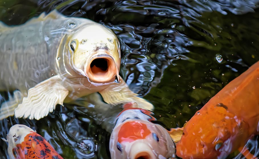 Koi Pond Fish Japanese Nature Exotic Animal Water Animal Wildlife Animals In The Wild Pxfuel