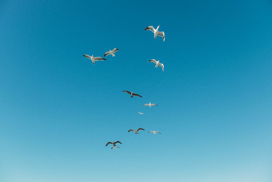 low, angle photo, flock, birds, flying, blue, sky, black, white, bird