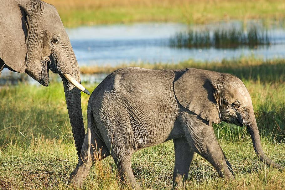 two, elephant, walking, grass, africa, african bush elephant, proboscis, mammal, pachyderm, south africa