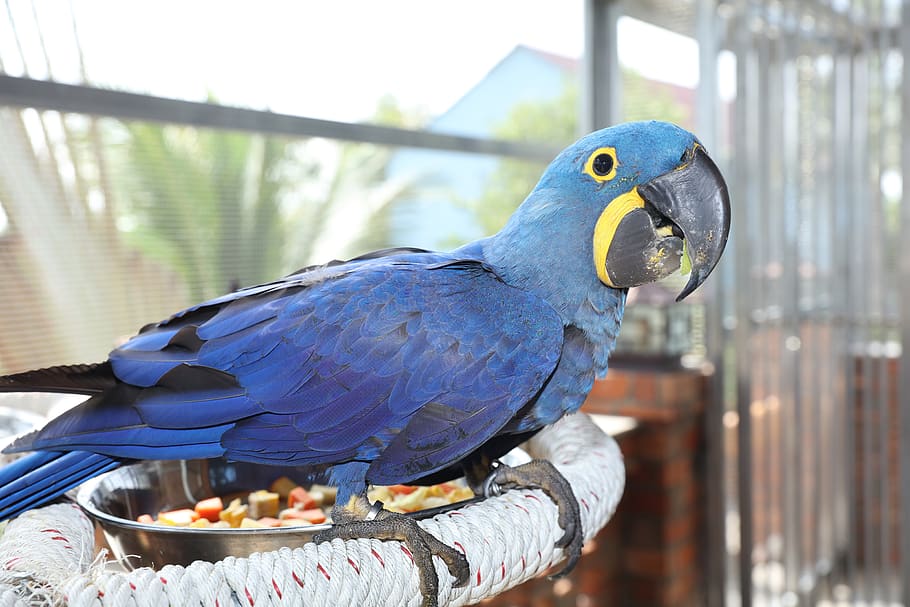macaw biru langka, macaw, macaw biru, macaw indah, macaw lucu, parkit lucu, macaw Amerika Selatan, burung beo, sayap, terbang