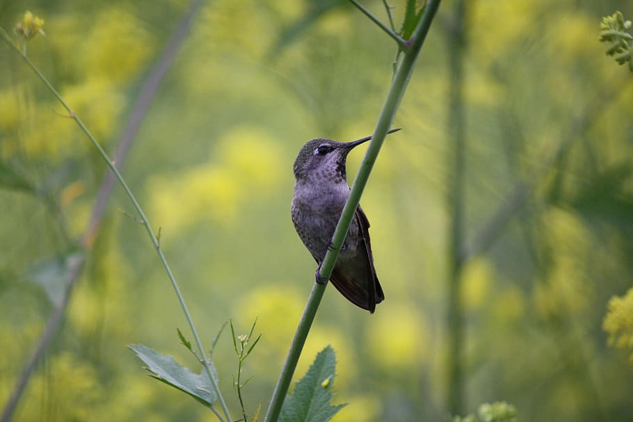 hummingbird, alam, burung, margasatwa, kecil, hewan, cabang, mungil, sedikit, paruh
