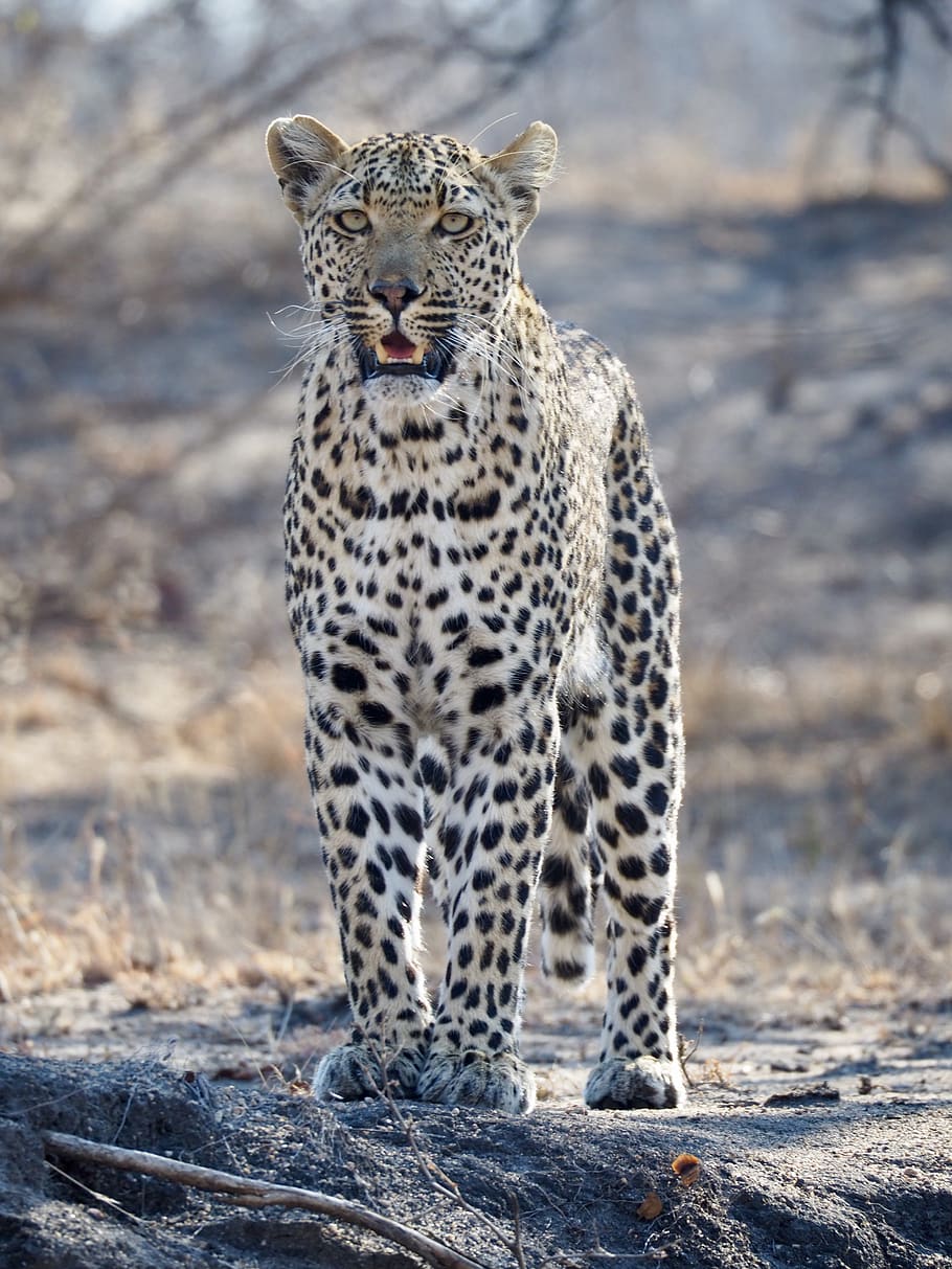 leopard, south africa, safari, wildcat, wild animals, animal world, africa, big cat, wildlife, animal themes