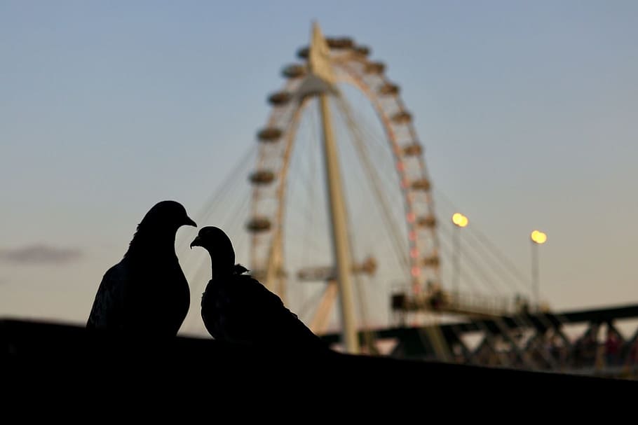 ロンドン イギリス ロンドンアイ 鳥 都市 シルエット 鳩 観覧車 夕暮れ 動物 Pxfuel